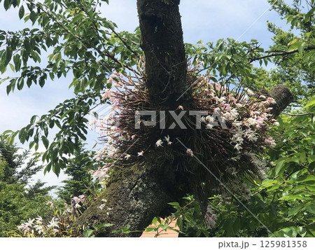 高尾山のセッコク 125981358