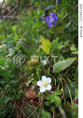野イチゴの花 125981388