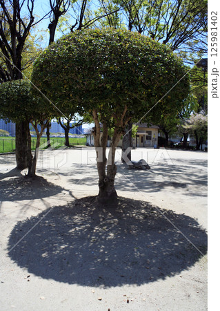 公園のせん定された樹木 公園のせん定された樹木 125981402