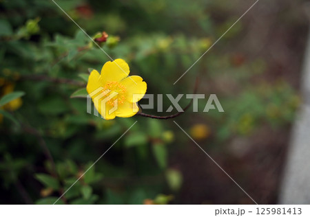 キンシバイの花 キンシバイの花 125981413