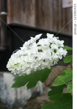 白い紫陽花 白い紫陽花 125981415