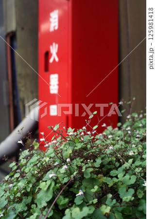 消火器とツタバウンラン 125981418