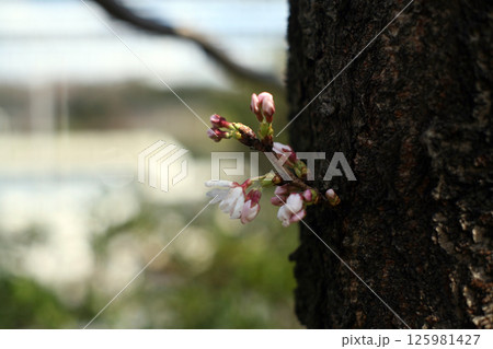 わき芽から咲く桜 わき芽から咲く桜 125981427