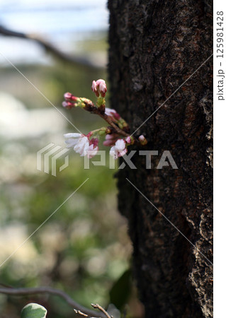 わき芽から咲く桜 125981428