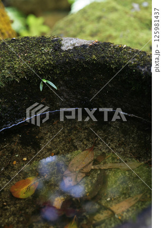 苔の生えた手水鉢と落ち葉 苔の生えた手水鉢と落ち葉 125981437
