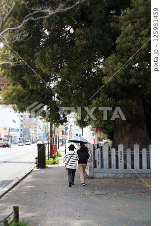 歩道にはみ出した御神木 歩道にはみ出した御神木 125981459