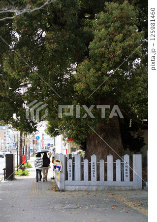 歩道にはみ出した御神木 歩道にはみ出した御神木 125981460