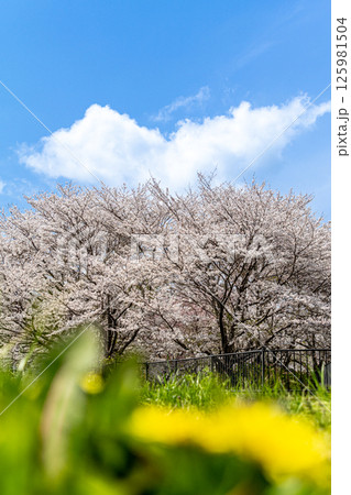 春の青空に映える満開の桜とタンポポ 春の青空に映える満開の桜とタンポポ 125981504