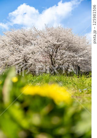春の青空に映える満開の桜とタンポポ 春の青空に映える満開の桜とタンポポ 125981506