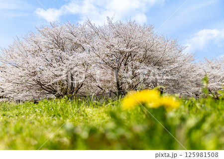 春の青空に映える満開の桜とタンポポ 125981508