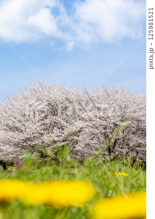 春の青空に映える満開の桜とタンポポ 春の青空に映える満開の桜とタンポポ 125981521