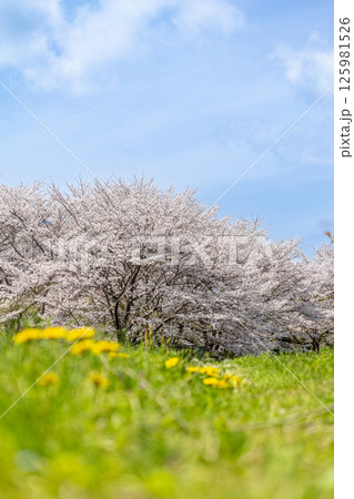 春の青空に映える満開の桜とタンポポ 春の青空に映える満開の桜とタンポポ 125981526