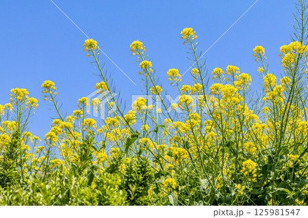 菜の花と青い空 菜の花と青い空 125981547