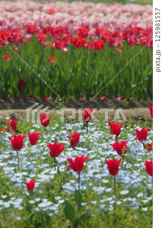 赤いチューリップの花畑 125981557