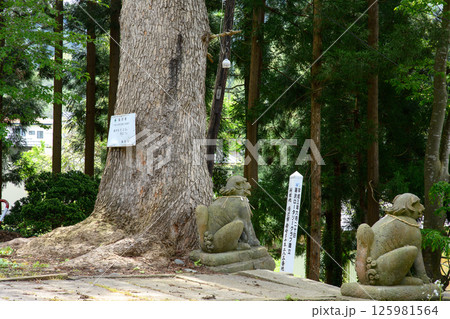 樅の巨樹と狛犬　岩崎八幡神社　秋田県湯沢市 125981564