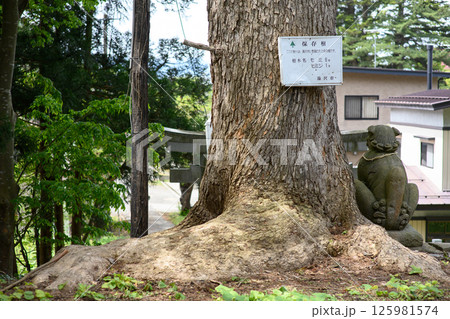 樅の巨樹と狛犬　岩崎八幡神社　秋田県湯沢市 125981574