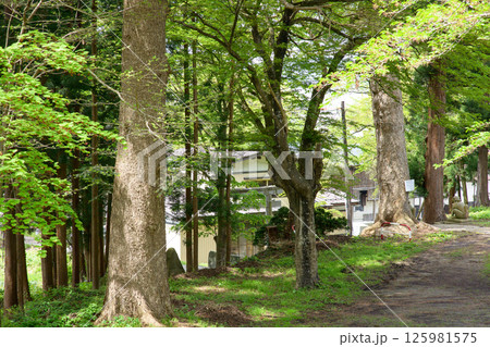 保存樹指定の樅ノ木とモミジ　岩崎八幡神社　秋田県湯沢市 125981575