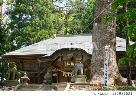 岩崎八幡神社 モミの巨樹 秋田県湯沢市 岩崎八幡神社 モミの巨樹 秋田県湯沢市 125981621