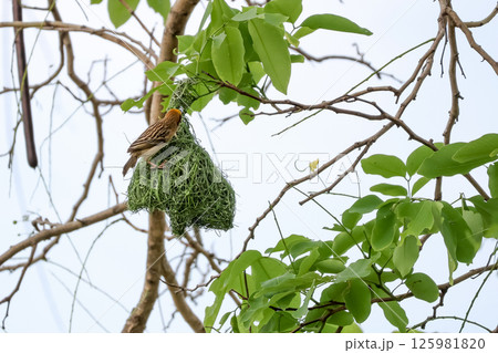 The yellow bird on Build nest from dry stick hay in nature 125981820