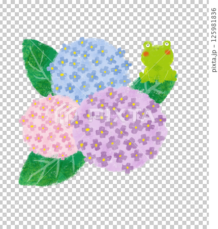 クレヨンタッチのカラフルな3輪の紫陽花　カエル 125981836