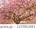 Japanese cherry tree 125981881