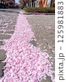 on the street there are colored leaves of the flower of the Japanese cherry tree 125981883