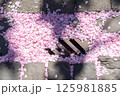 on the street there are colored leaves of the flower of the Japanese cherry tree 125981885