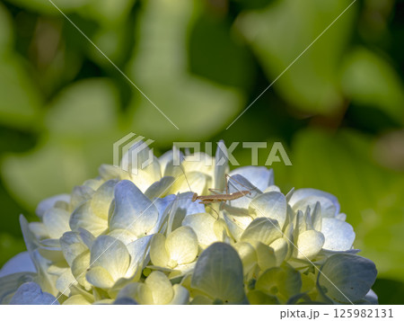 アジサイの花の上のチビカマキリ アジサイの花の上のチビカマキリ 125982131
