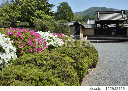 大本山随心院　ツツジと薬医門(京都市山科区) 125982356