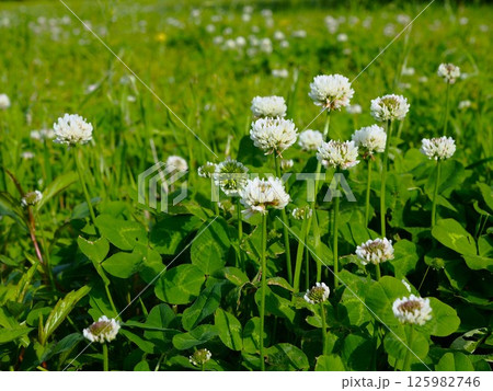 初夏の荒川河川敷に群生するシロツメクサの白い花 初夏の荒川河川敷に群生するシロツメクサの白い花 125982746