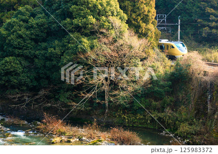 福知山線が側を走る川代渓谷で輝く魅力的な樹を撮ってみた 福知山線が側を走る川代渓谷で輝く魅力的な樹を撮ってみた 125983372