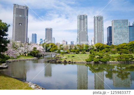 浜離宮恩賜庭園の桜と太鼓橋そして汐留のビル群 浜離宮恩賜庭園の桜と太鼓橋そして汐留のビル群 125983377