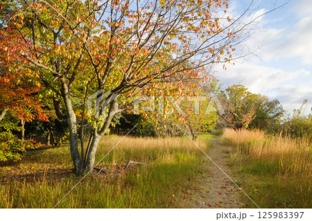 落ち葉散る晩秋の散歩道 125983397