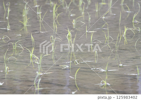 田植え後の水田 125983402