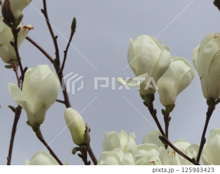曇り空とハクモクレンの花 曇り空とハクモクレンの花 125983423