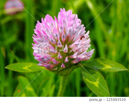 ムラサキツメクサの花を登るアリ 125983520