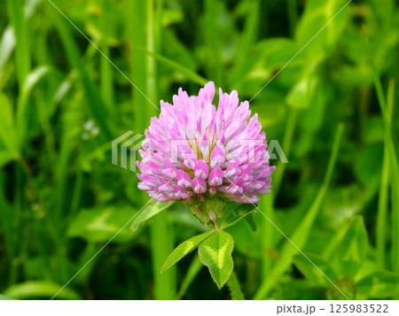 荒川の土手に咲くムラサキツメクサの花 荒川の土手に咲くムラサキツメクサの花 125983522