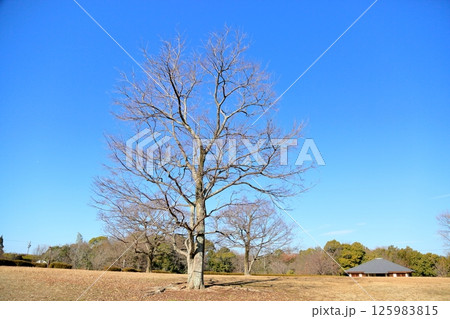 冬の公園　大木落葉樹 125983815