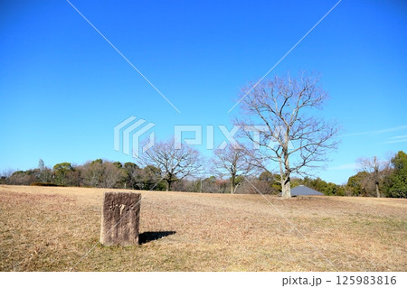 冬の公園　大木落葉樹 125983816