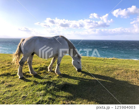 海辺で過ごす馬 海辺で過ごす馬 125984003