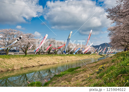桜と鯉のぼり 桜と鯉のぼり 125984022