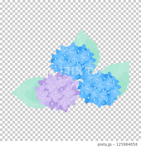 Hydrangea Cut Illustration Blue Purple – Hydrangea Cut Hydrangea Cut Illustration Blue Purple – Hydrangea Cut 125984058