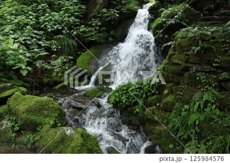 岐阜の山奥で見つけた小さな滝 125984576