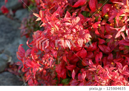 紅葉　オタフクナンテンの紅葉 125984635