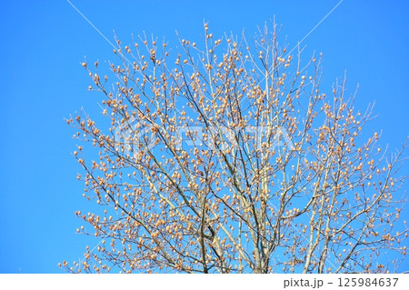 冬の公園 ユリノキ実落ち咢 冬の公園 ユリノキ実落ち咢 125984637