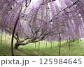 白毫寺 125984645