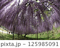 白毫寺 125985091