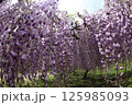 白毫寺 125985093