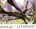 白毫寺 125985097