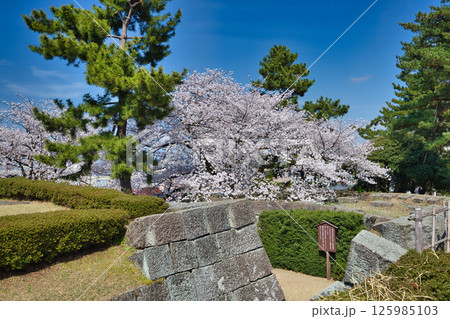さくら満開の福井城祉お堀 125985103